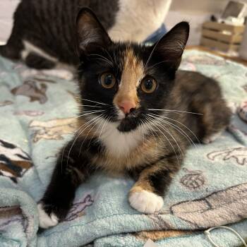 Princess Peach -  Domestic Short Hair Cat for Adoption in New York, New York - Princess Peach | PetCurious