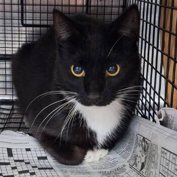 Domestic Short Hair Cats Available for Adoption - Speckles | PetCurious