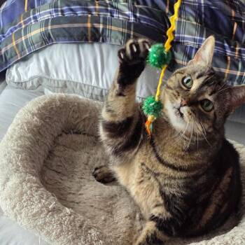 Tiger Lily -  Domestic Short Hair Cat for Adoption in Minneapolis, Minnesota - Tiger Lily | PetCurious