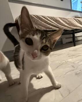 Sissy -  Domestic Short Hair Cat for Adoption in Duxbury, Massachusetts - Sissy | PetCurious
