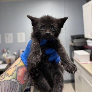 Gabriella -  Domestic Short Hair Cat for Adoption in Indianapolis, Indiana - Gabriella | PetCurious