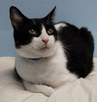 Domestic Short Hair Cats Available for Adoption - Bow Tie | PetCurious