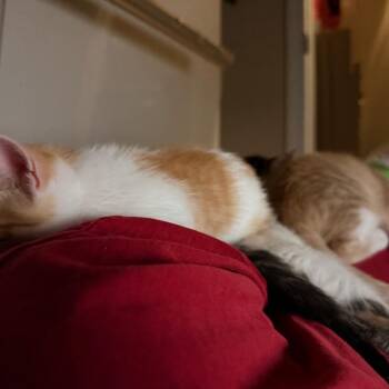 Cosmo -  Domestic Short Hair Cat for Adoption in Huntsville, Alabama - Cosmo | PetCurious