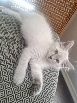 George Henry -  Domestic Medium Hair and Siamese Cat for Adoption in Frisco, Texas - George Henry | PetCurious