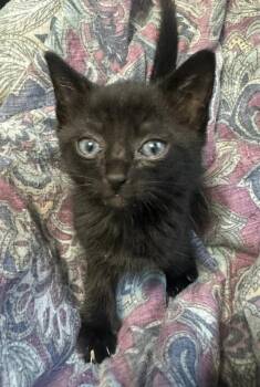 Ruby -  Domestic Short Hair Cat for Adoption in Vancouver, Washington - Ruby | PetCurious