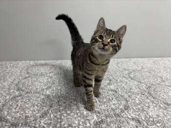 Rescue Domestic Short Hair and American Shorthair Cats for Adoption in Frankfort, Indiana - Reedus | PetCurious