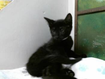 Domestic Short Hair Cats Available for Adoption in Houston, Texas - TOT | PetCurious