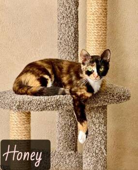 Domestic Short Hair Cats Available for Adoption in Englewood, Florida - Honey | PetCurious