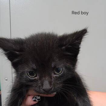 Jason -  Domestic Short Hair Cat for Adoption in Sand Springs, Oklahoma - Jason | PetCurious