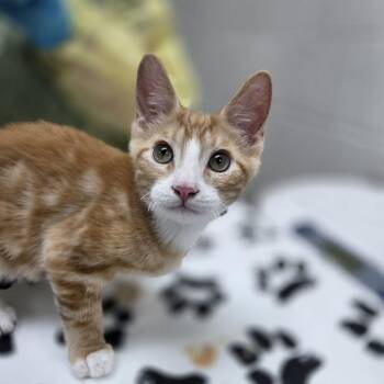 Taro -  Domestic Short Hair Cat for Adoption in Incline Village, Nevada - Taro | PetCurious