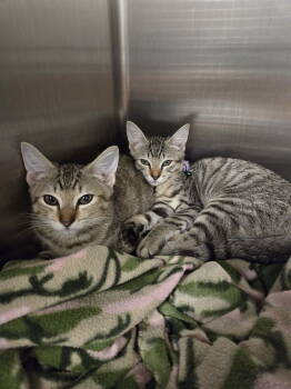 Rescue Domestic Short Hair Cats for Adoption in Trenton, New Jersey - Fiona (and Gertrude) | PetCurious