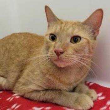 Elsie--Adoptable with Bonded Companion, Simba -  Tabby Cat for Adoption in Green Valley, Arizona - Elsie--Adoptable With Bonded Companion, Simba | PetCurious