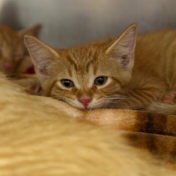 Tootles -  Domestic Short Hair Cat for Adoption in Fort Smith, Arkansas - Tootles | PetCurious