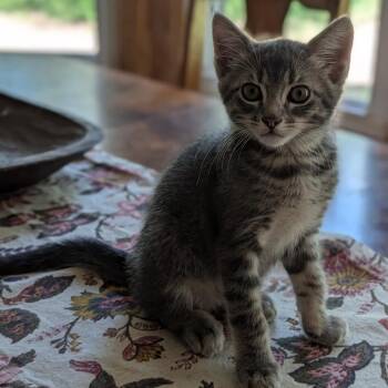 Eeyore 26-05-109 -  Domestic Short Hair Cat Available for Adoption in Bastrop, Texas - Eeyore 26-05-109 | PetCurious