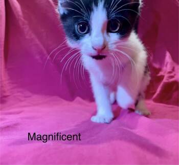 Rescue Domestic Short Hair Cats for Adoption in Goodlettsville, Tennessee - Magnificent | PetCurious