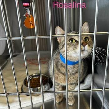 Domestic Short Hair Cats Available for Adoption in Knoxville, Tennessee - Rosalina | PetCurious