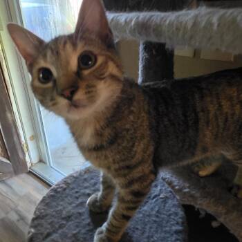 Flipper -  Domestic Short Hair Cat for Adoption in Harrisonburg, Virginia - Flipper | PetCurious