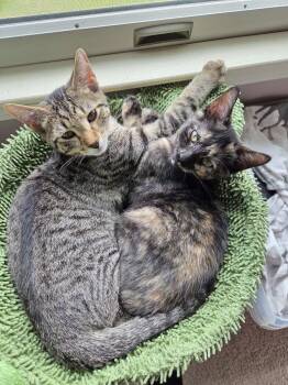 Tostito - KITTEN in foster -  Domestic Short Hair Cat for Adoption in Alexandria, Virginia - Tostito - KITTEN In Foster | PetCurious