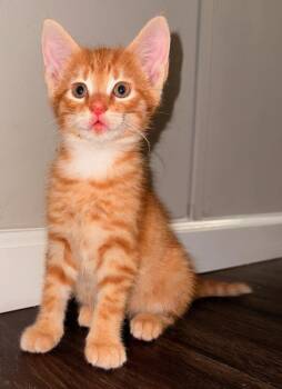 Domestic Short Hair Cats Available for Adoption in Darien, Georgia - Orzo | PetCurious