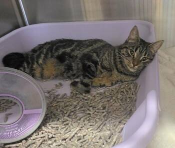 SIENNA -  Domestic Short Hair Cat for Adoption in Derwood, Maryland - SIENNA | PetCurious