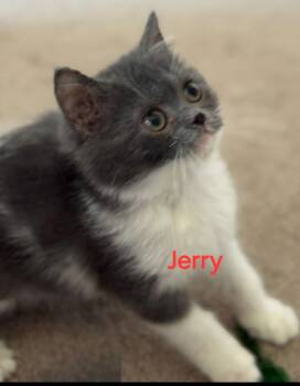Rescue British Shorthair Cats for Adoption in Snow Hill, Maryland - Jerry | PetCurious