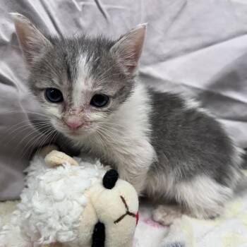 Kiwi -  Domestic Short Hair Cat for Adoption in Mount Vernon, Indiana - Kiwi | PetCurious