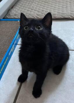 Ludovic -  Domestic Short Hair Cat for Adoption in Delson, Quebec - Ludovic | PetCurious