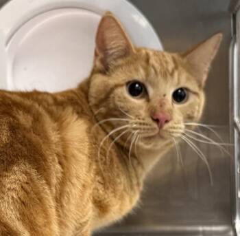 Domestic Short Hair Cats Available for Adoption in Golden, Colorado - Gideon | PetCurious