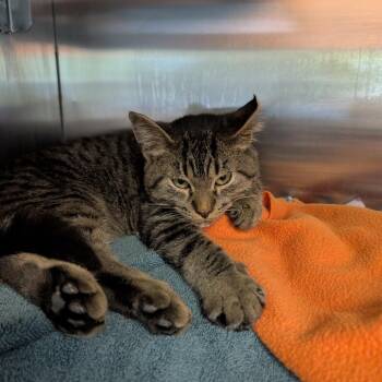 Belly Button -  Domestic Short Hair Cat for Adoption in Austin, Texas - Belly Button | PetCurious