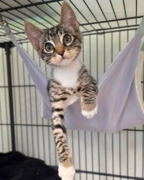Jumanji -  Domestic Short Hair Cat for Adoption in Novato, California - Jumanji | PetCurious