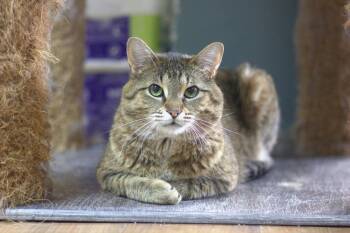 Frodon -  Domestic Short Hair Cat for Adoption in Montreal, Quebec - Frodon | PetCurious