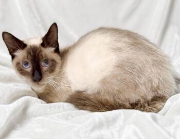 Anakin -  Siamese Cat Available for Adoption in Miami, Florida - Anakin | PetCurious