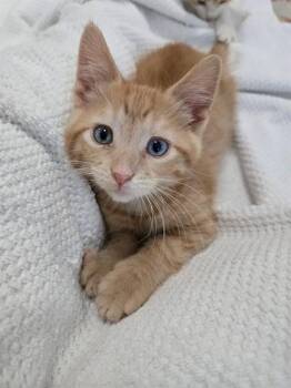 BRUNO -  Domestic Short Hair Cat for Adoption in St. Peters, Missouri - BRUNO | PetCurious