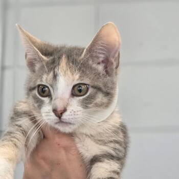 Brooke -  Domestic Short Hair Cat for Adoption in Huntsville, Alabama - Brooke | PetCurious