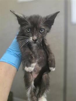 SAGE -  Domestic Short Hair Cat for Adoption in San Antonio, Texas - SAGE | PetCurious