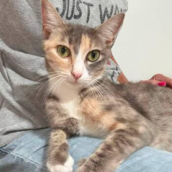 Calliope (Mama to Circus Kittens) -  Dilute Calico Cat for Adoption in Blanch, North Carolina - Calliope (Mama To Circus Kittens) | PetCurious