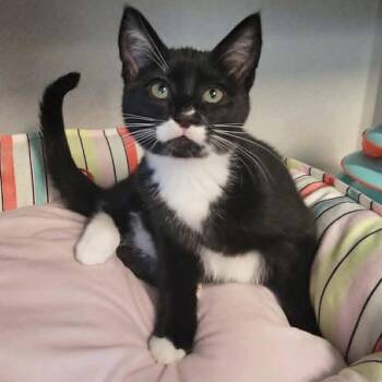 Domestic Short Hair Cats Available for Adoption in Washougal, Washington - Otto | PetCurious