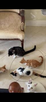 Domestic Short Hair Cats Available for Adoption - Buttercup | PetCurious