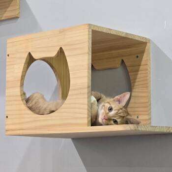 Lutz -  Domestic Short Hair Cat for Adoption in Fairmont, West Virginia - Lutz | PetCurious