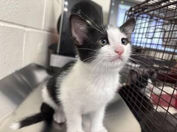 KIWI -  Domestic Short Hair Cat for Adoption in San Bernardino, California - KIWI | PetCurious