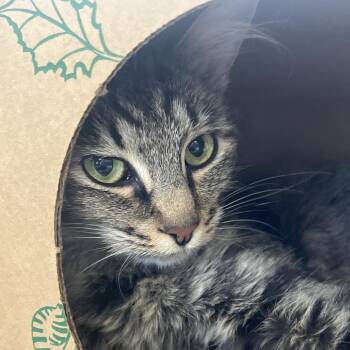 Kiriko -  Domestic Short Hair Cat for Adoption in Reno, Nevada - Kiriko | PetCurious