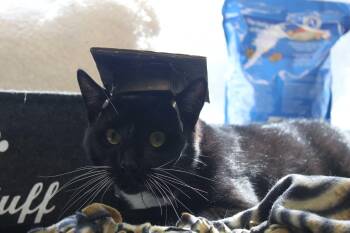 Domestic Short Hair Cats Available for Adoption in Manchester, New Hampshire - Professional Businessman | PetCurious