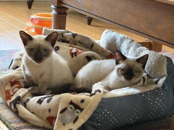 Luca -  Domestic Short Hair Cat for Adoption in St. Augustine, Florida - Luca | PetCurious
