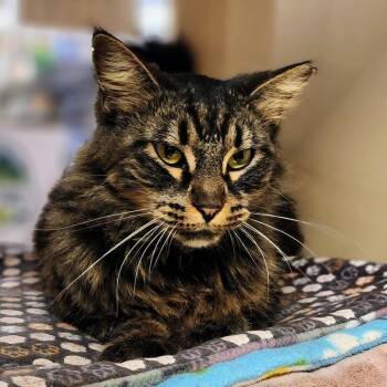 Maine Coon Cats Available for Adoption in Garland, Texas - Sencha | PetCurious