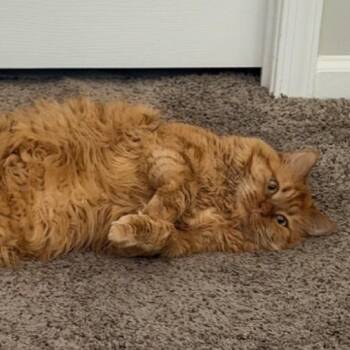 Tonka -  Domestic Long Hair Cat for Adoption in Ashland, Virginia - Tonka | PetCurious