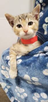 Margo -  Domestic Short Hair Cat for Adoption in Denham Springs, Louisiana - Margo | PetCurious