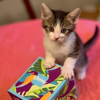 Domestic Short Hair Cats Available for Adoption in Pasadena, California - Gus | PetCurious