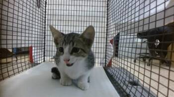 JOKER -  Domestic Short Hair Cat for Adoption in Doral, Florida - JOKER | PetCurious