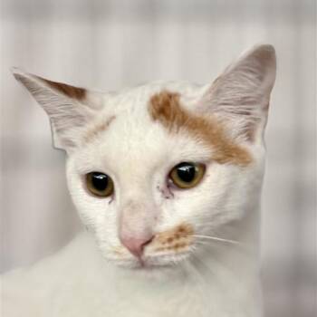 Eggman -  Domestic Short Hair Cat for Adoption in New York, New York - Eggman | PetCurious