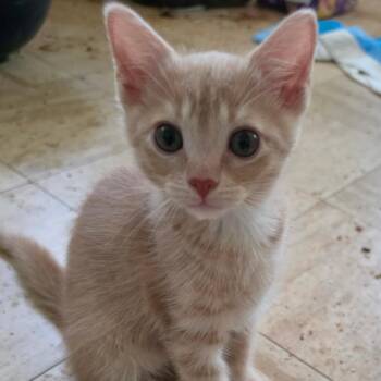 Domestic Short Hair Cats Available for Adoption in Melrose, Florida - Ross | PetCurious